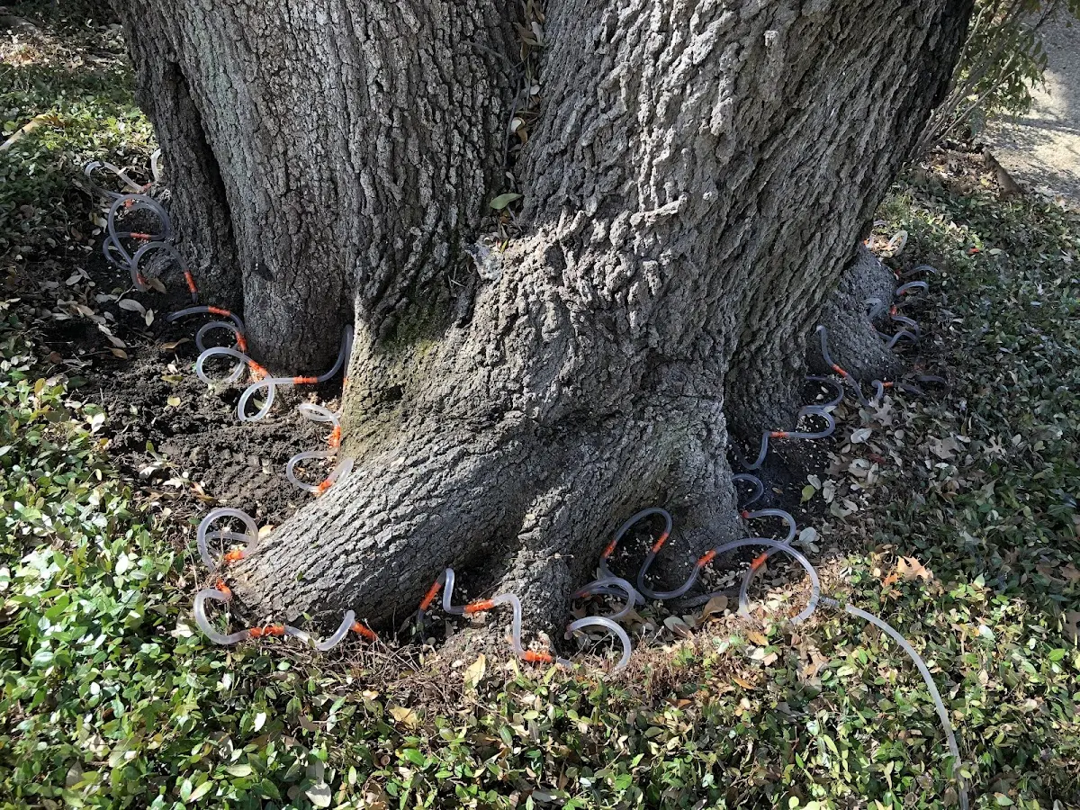 Detailed Tree Cabling and Bracing job site in Fort Rucker