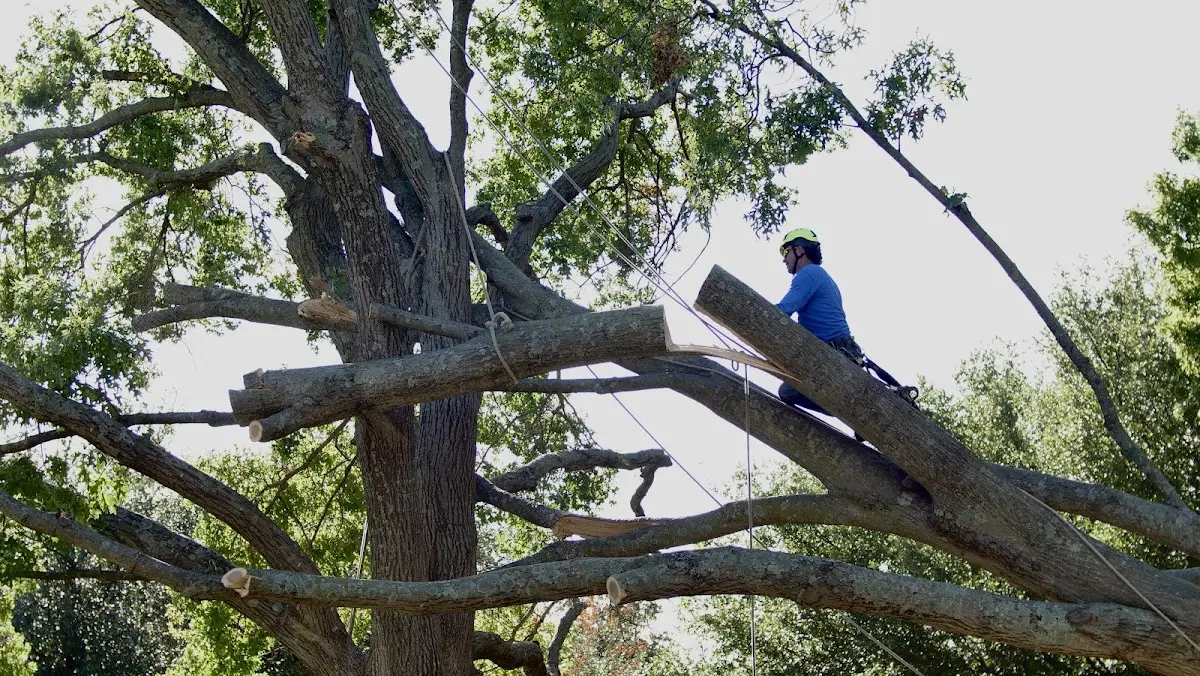 Professional Crown Thinning performed by certified arborists in Fort Rucker